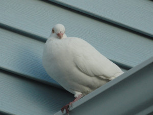 Pigeon cover
